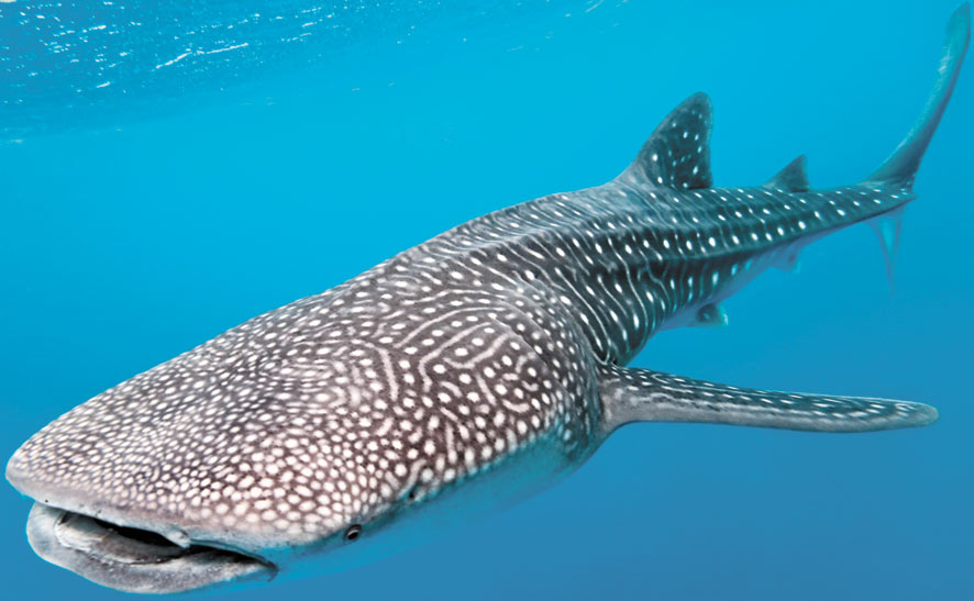 Whale Shark VULNERABLE: The world’s largest living fish is harmless, docile, slow and valuable. Its massive fins have fetched more than $10,000 in Asia, and it is still hunted in some regions even though it is classed as threatened and protected in many countries.