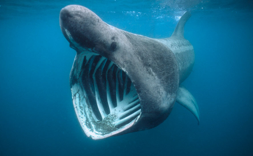 Basking shark VULNERABLE: The world’s second biggest shark, after the whale shark, this huge, filter-feeding creature has been heavily protected for years but is still deemed under threat because it is so slow to mature and reportedly still hunted illegally