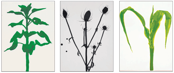 sunflowers, teasel,corn